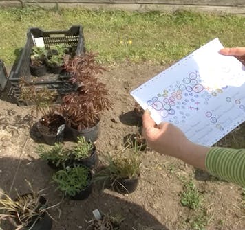 Plant staudene Plant staudene